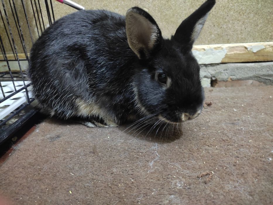 Декоративные кролики