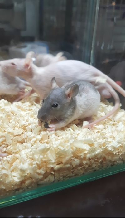 Крысы-сфинксы тёмного окраса