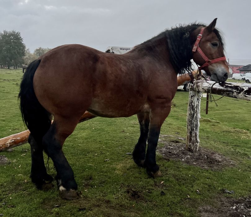 cal castrat greu de vanzare