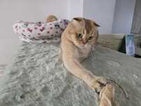 Donez pisica adulta scottish fold