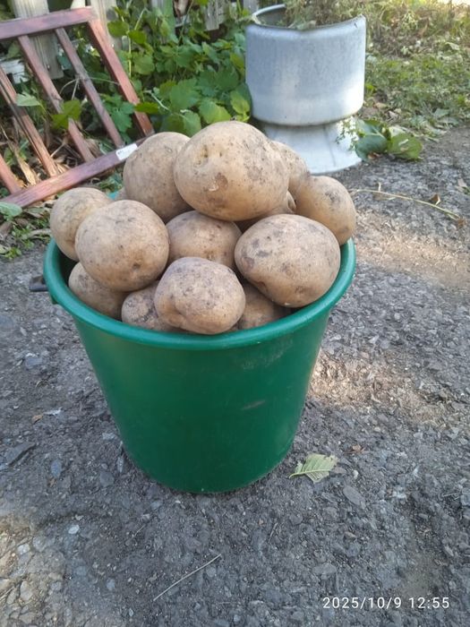 Продам картофель белый