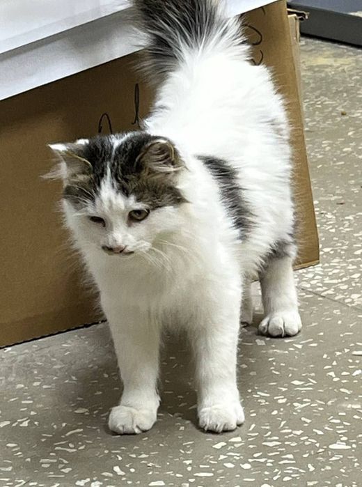 Отдаются в добрые руки мальчик и девочка