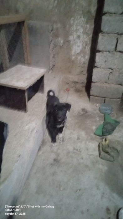 CHŏpon it 3-4 oylik semizgina