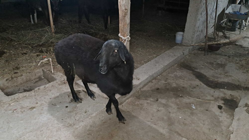 Катта соглом кора кучкор сотилади 2йош