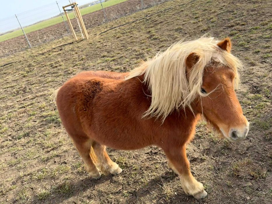 Vand 3 ponei - 2 femele si 1 mascul