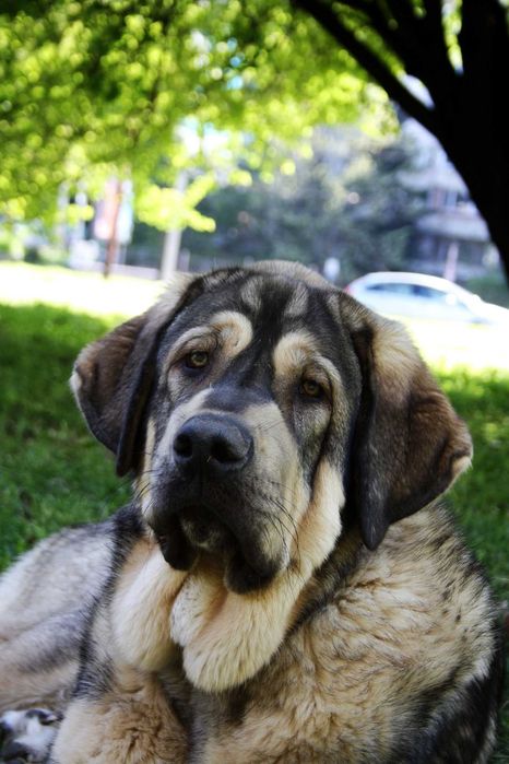 Испански Мастиф с родословие