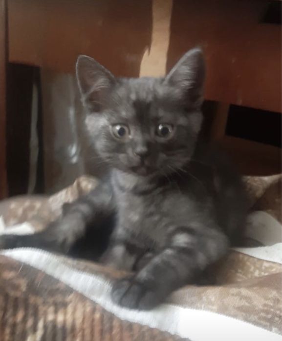 Отдам котят 2 месяца