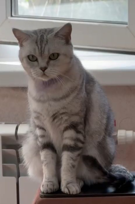 Отдам даром кошечку в добрые и надёжные руки