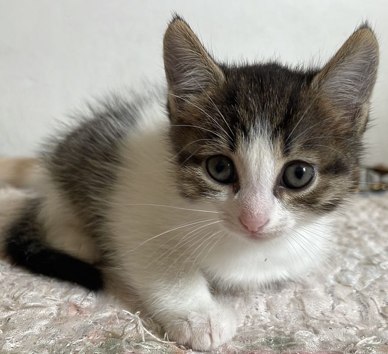 Котонек в добрые руки Срочно
