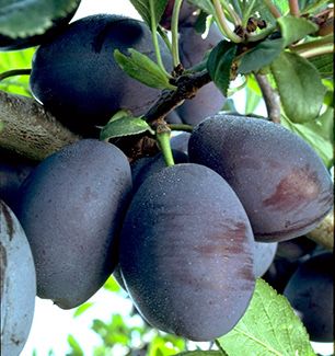 Pomi Fructiferi!!!