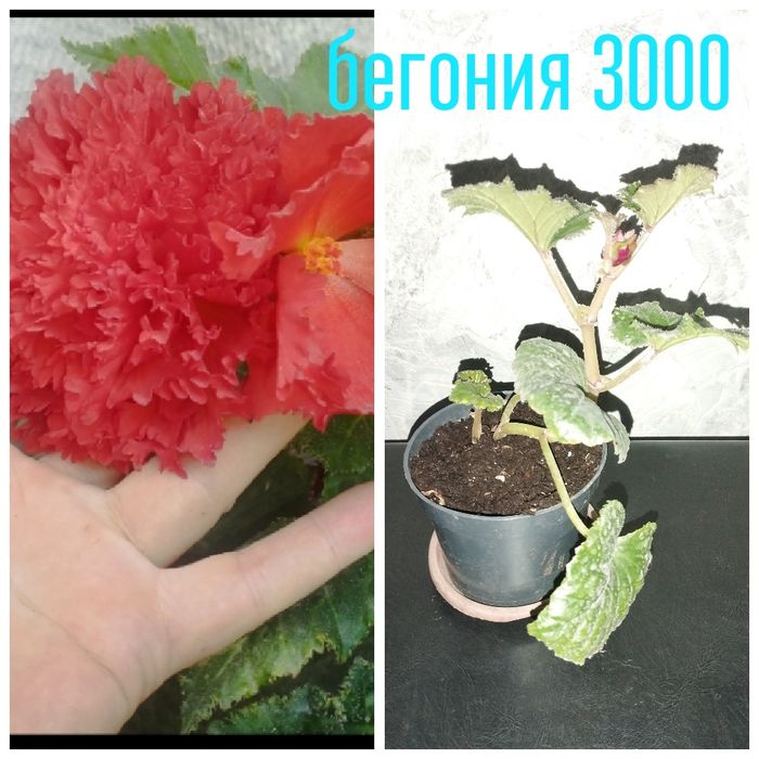 Цветы.  домашние