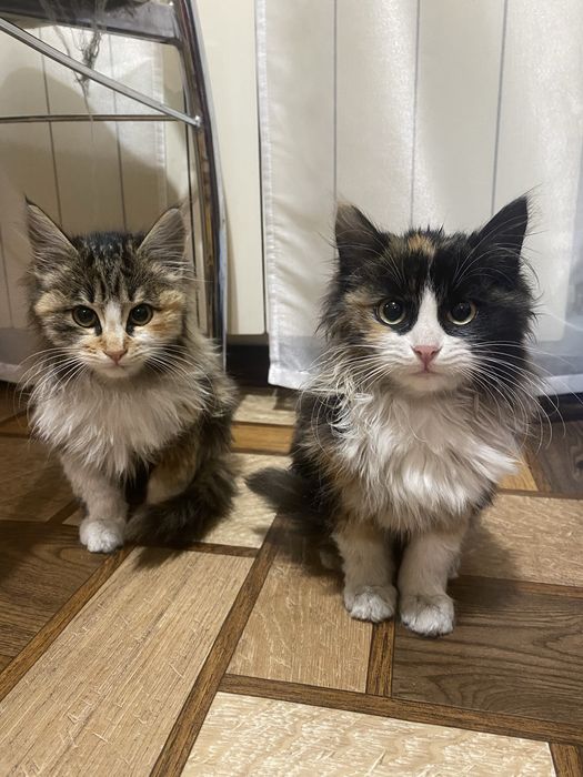 Отдам котят, красивых