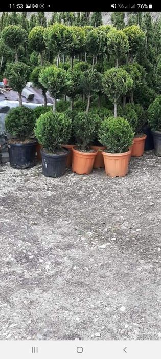 Plante ornamentale pentru o grădină de vis
