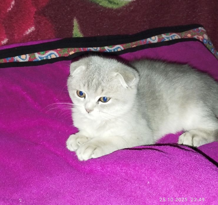 Shatlaniskaya mushuk