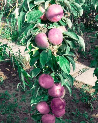 Pomi columnari pt spatii restranse