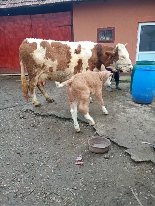 Vând vaca bălțată românească cu vital