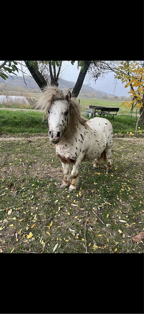 armasari de ponei pentru monta