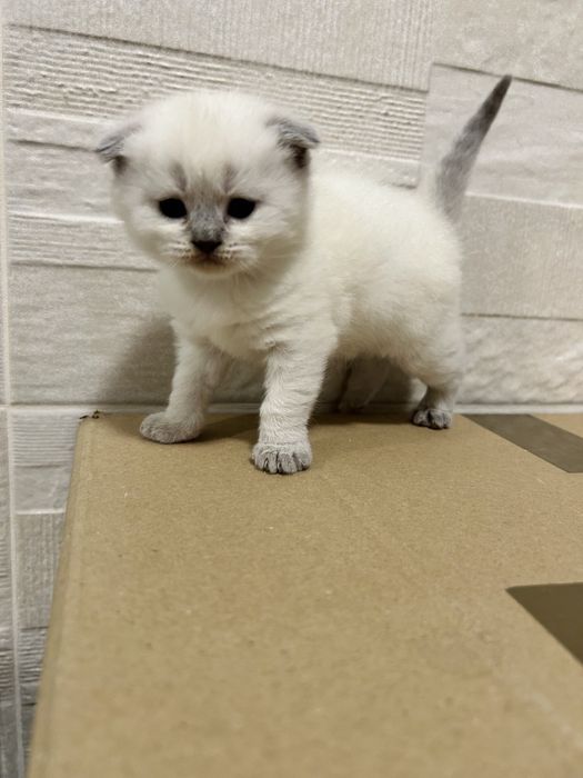 Scottish fold pui