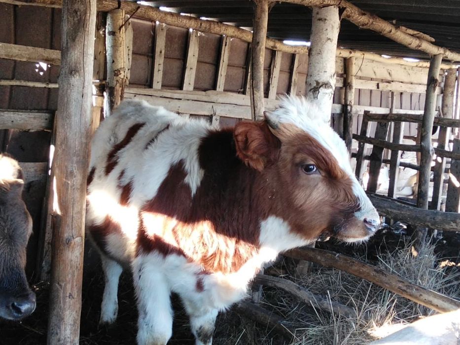 Продам бычка 8 месяцев упитанный