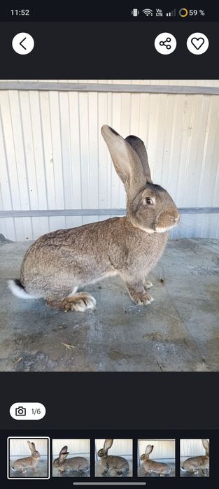 Vând iepuri uriaș german