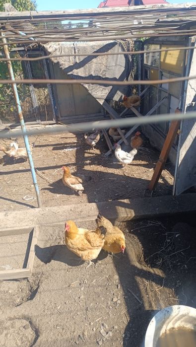 Продам домашних кур
