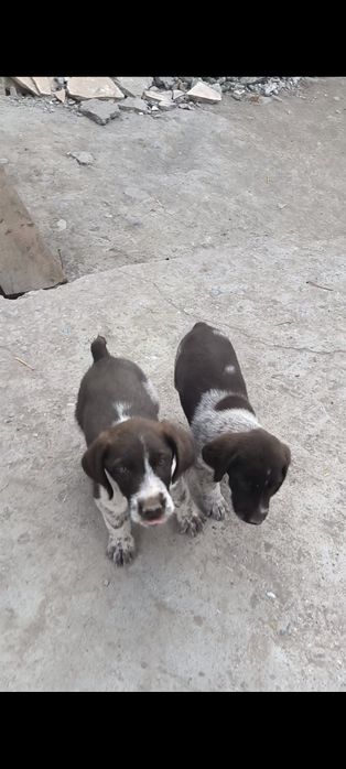 Дратхар кучуклар иккита бир ургочи,бир эркак, 5-сентиябрда тугилган ку