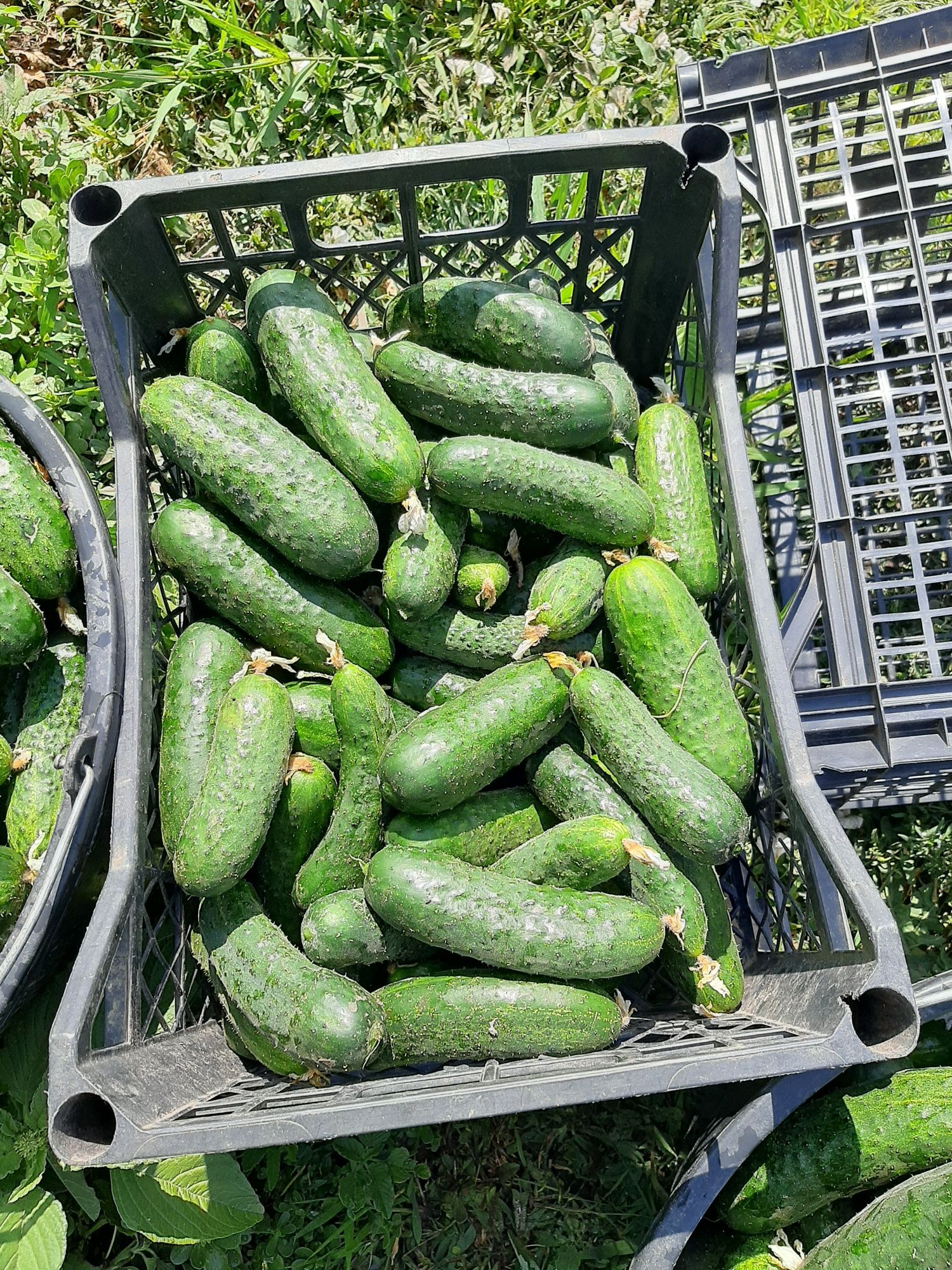 Castraveti 2,5 lei kg