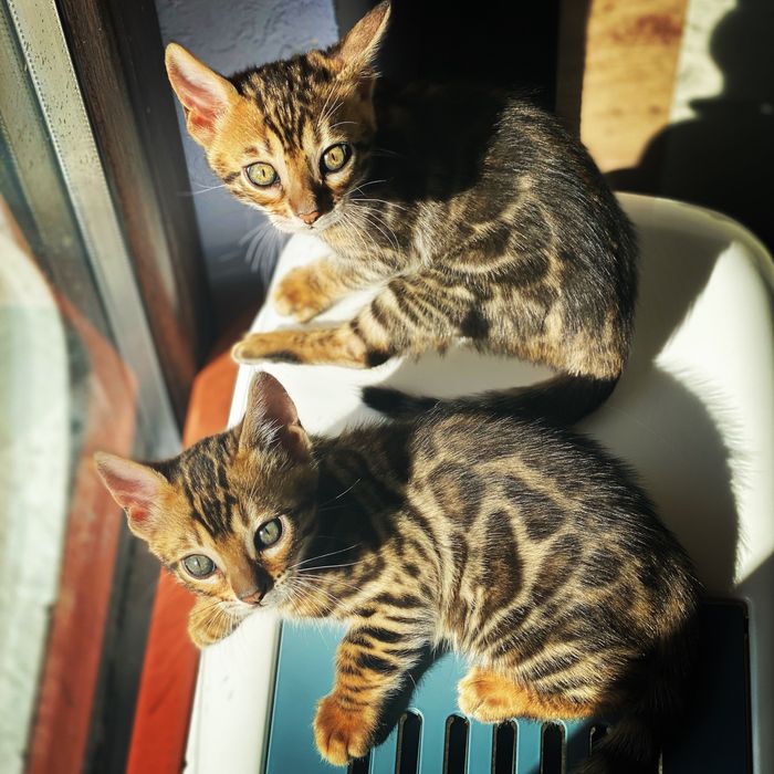 100% чистокръвни бенгалски котенца с документ за родословие
