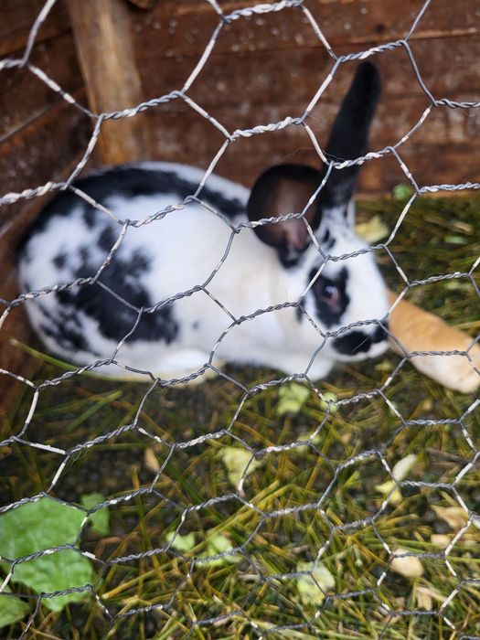 Vând iepuraș Fluture german