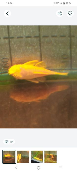 Продам анциструса