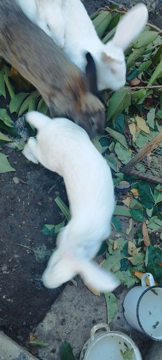 Vând iepuri belgieni