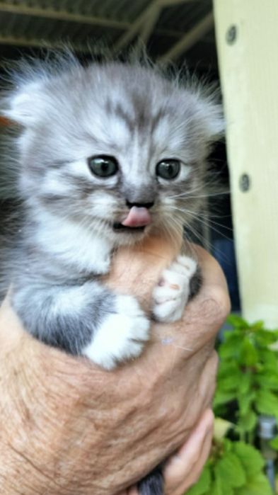Чудесные шотландские котята.