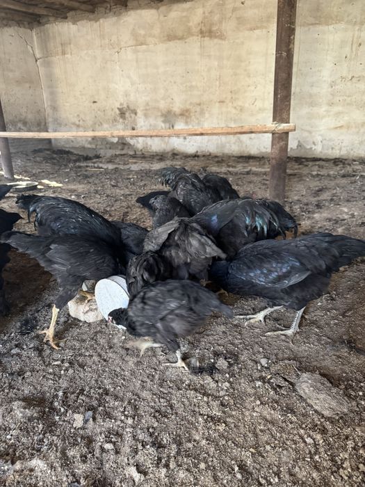 Кора товук (домашние куры)