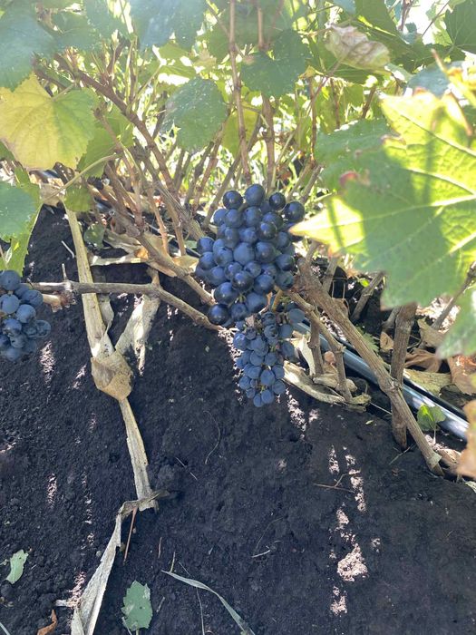 Oferta la butasi vita de vie de anul 2-3