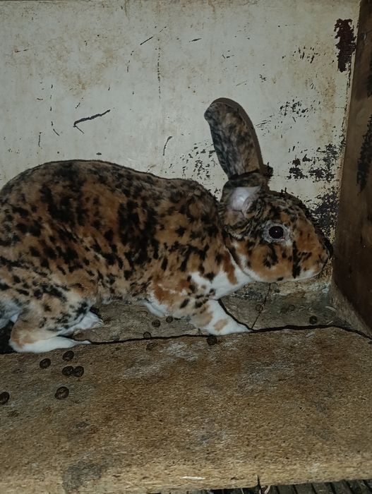 Rex gepard quyon samets