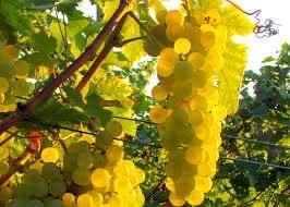 Struguri de vin