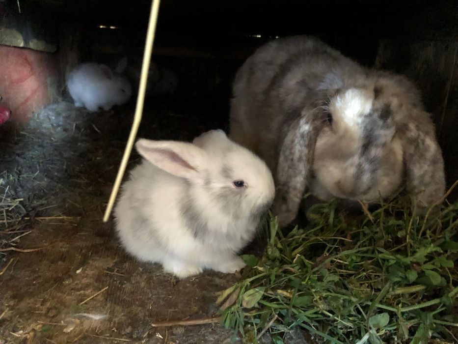 Iepuri berbec german Rasa pura