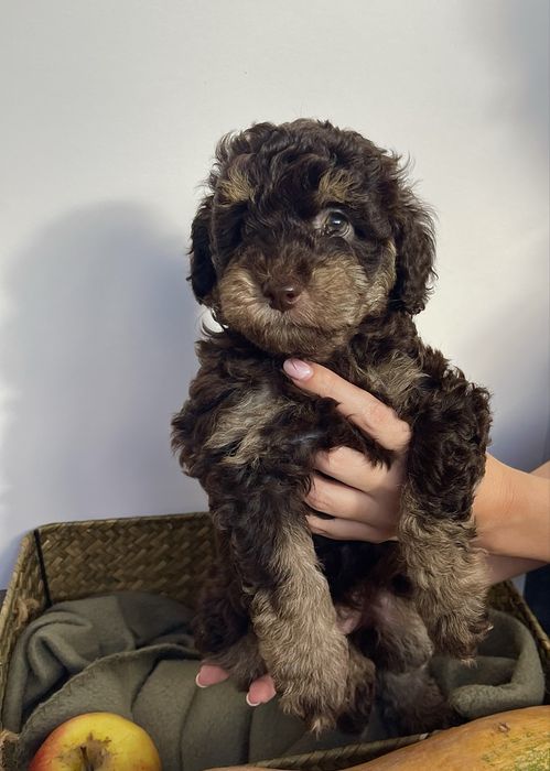 Мини пудели - цвят шоколад