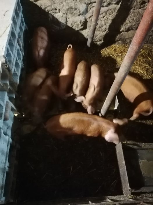 Малки Прасенца Дюрок