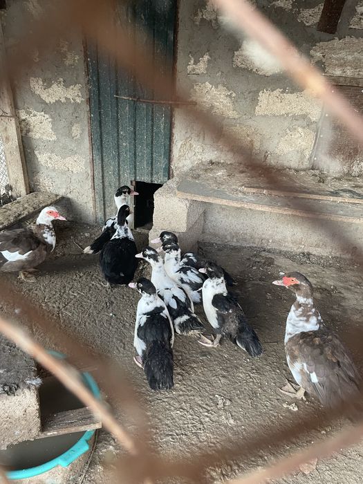 ИНДОУТКИ(Домашние) ОПТОМ Продается!