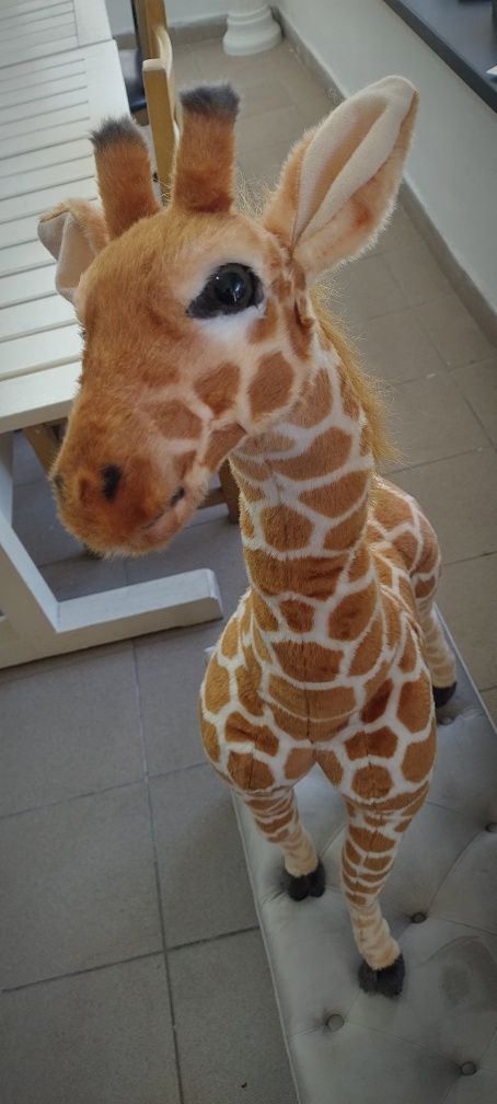 Girafa plus evenimente/ PhitoCorner Jungle