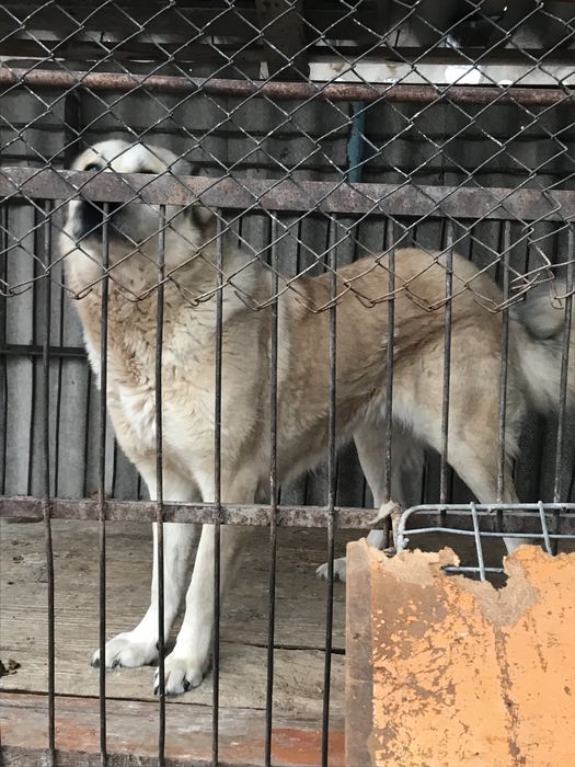 Среднеазиатская овчарка