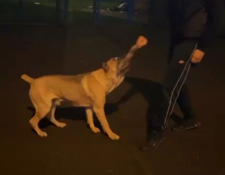 Mascul Cane Corso Formentino cu pedigree FCI, 1 an, dresat