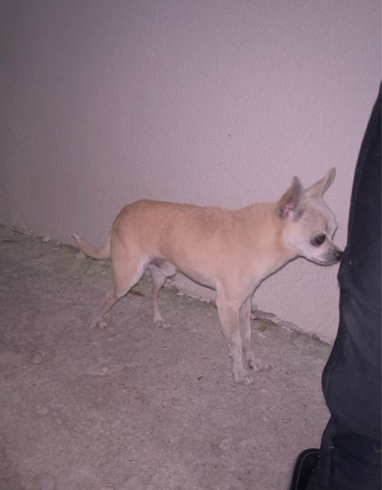 Мъжко мини чихуахуа