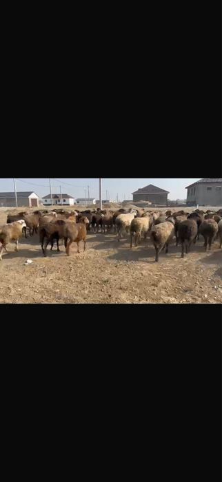 Кой сатылады куйлери жаксы