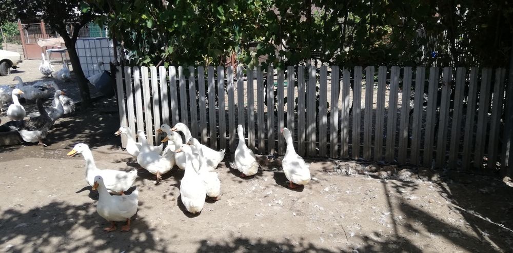 Păsări de curte gâște românești pletoase și rațe leșești și românești
