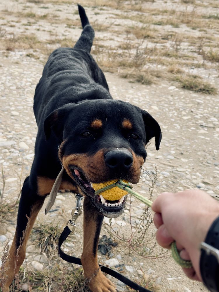 Dresaj canin / educație canina la domiciliu