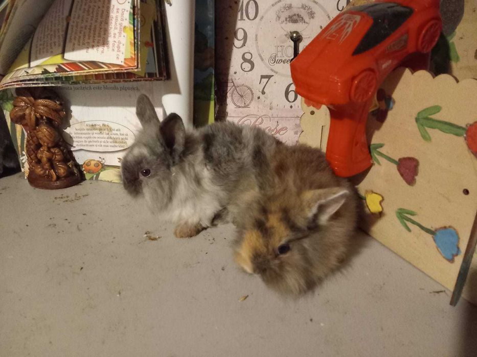 Iepuri Pitici Mini Toys Iepurasi de Companie