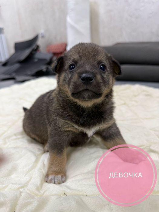 Щенята ищут дом!