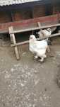 Cocoș Wyandotte si Brahma de Vânzare